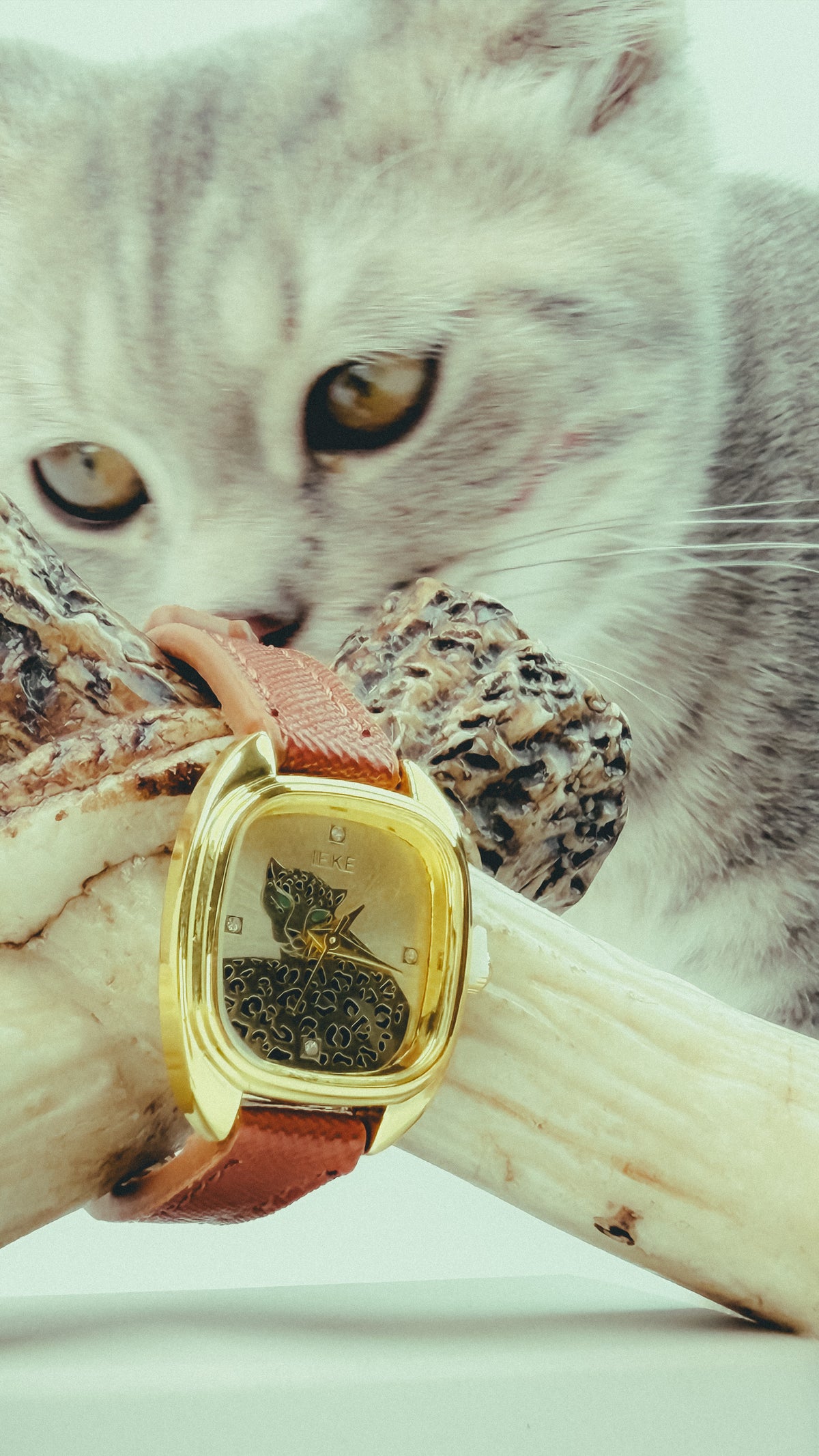 Hassona Time Machine ⏱️🐾